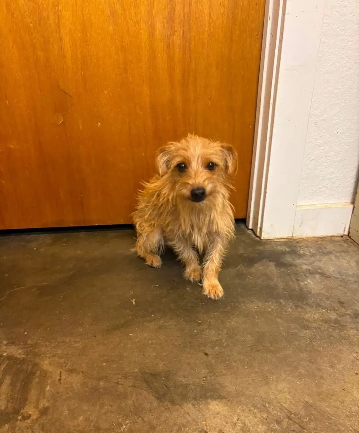 Sponsor Or Foster Me - Willy - Long Haired Dachshund Mix