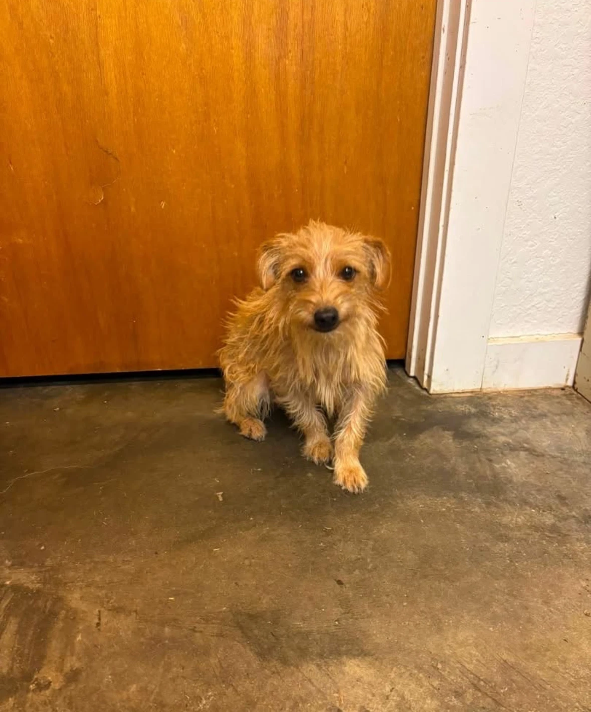 Sponsor Or Foster Me - Willy