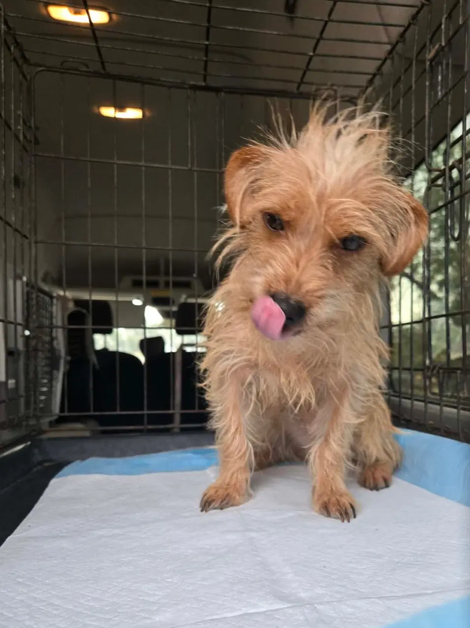 Sponsor Or Foster Me - Willy image 2