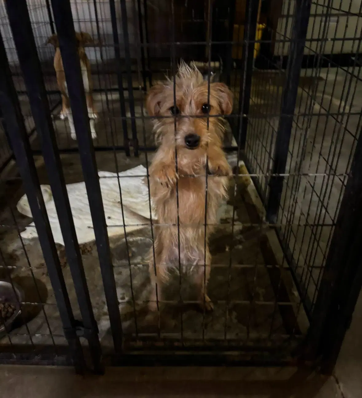 Sponsor Or Foster Me - Willy image 3