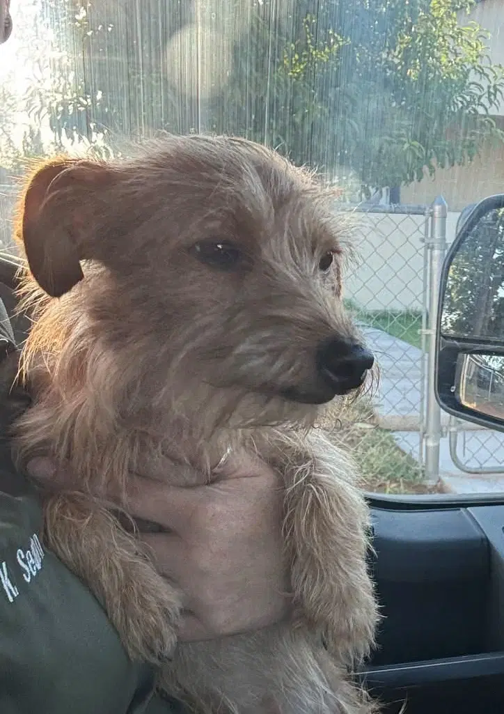 Sponsor Or Foster Me - Willy image 4