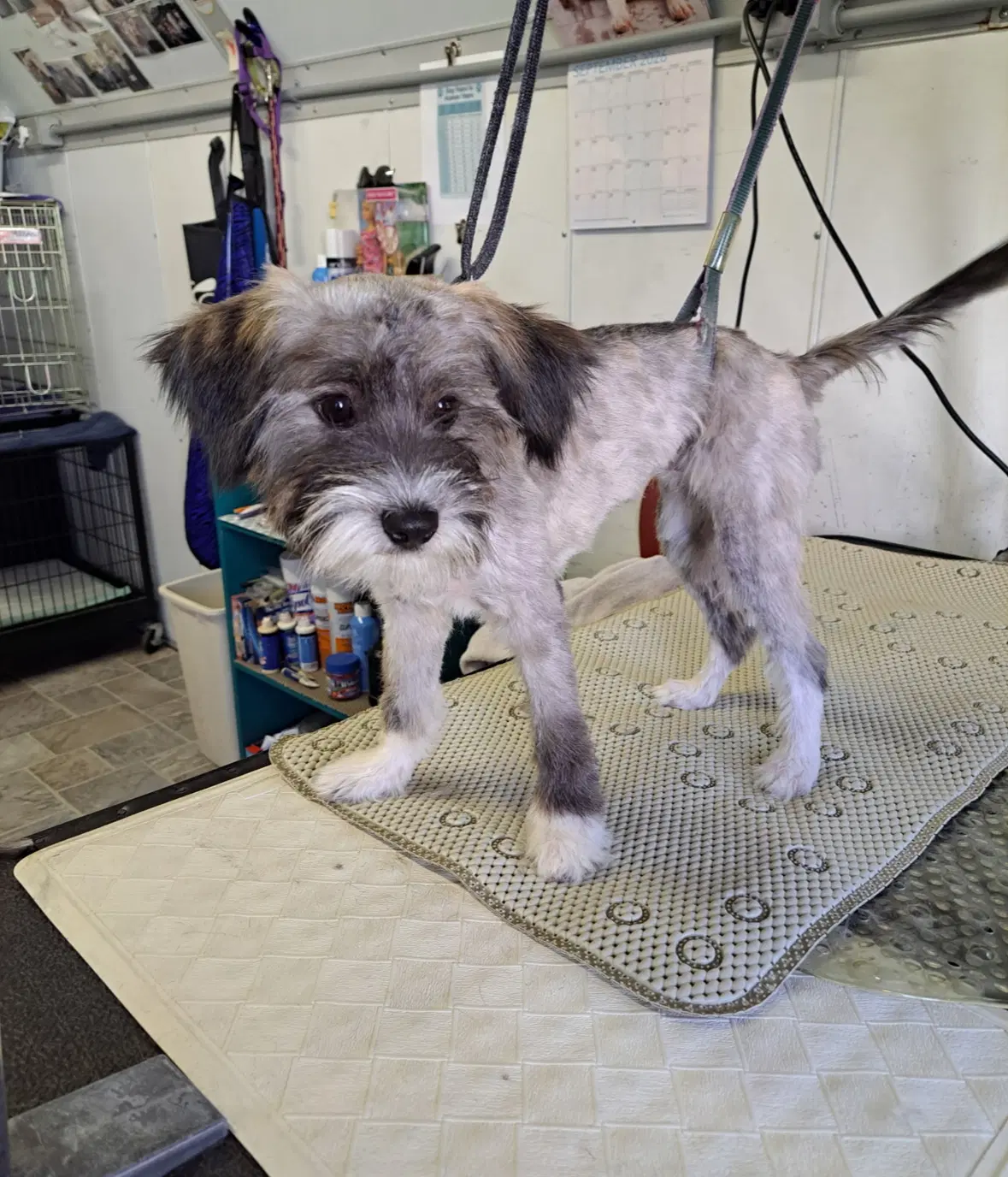 Sponsor Or Foster Me - Billy - Schnauzer Mix