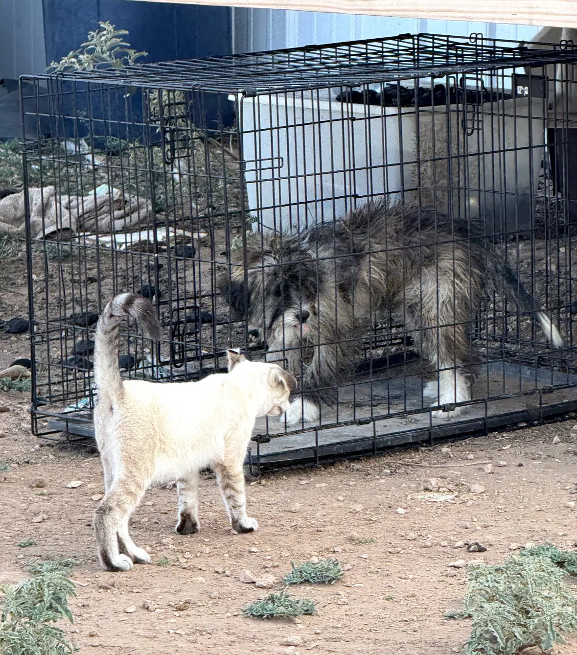 Sponsor Or Foster Me - Billy image 2