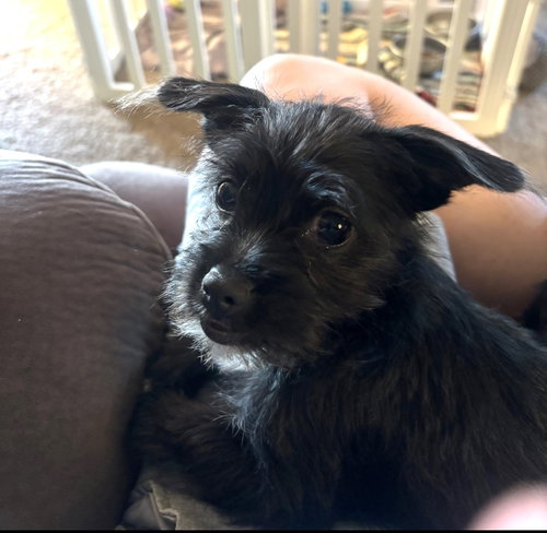 Anna, a dog for adoption from Tail Waggers 911