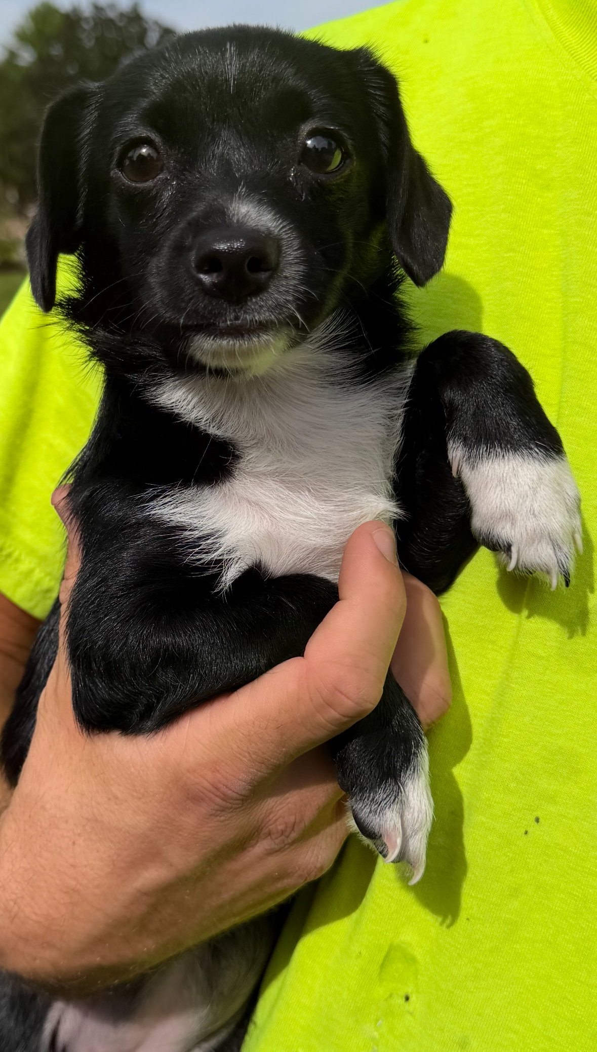 Elsa, Terrier
