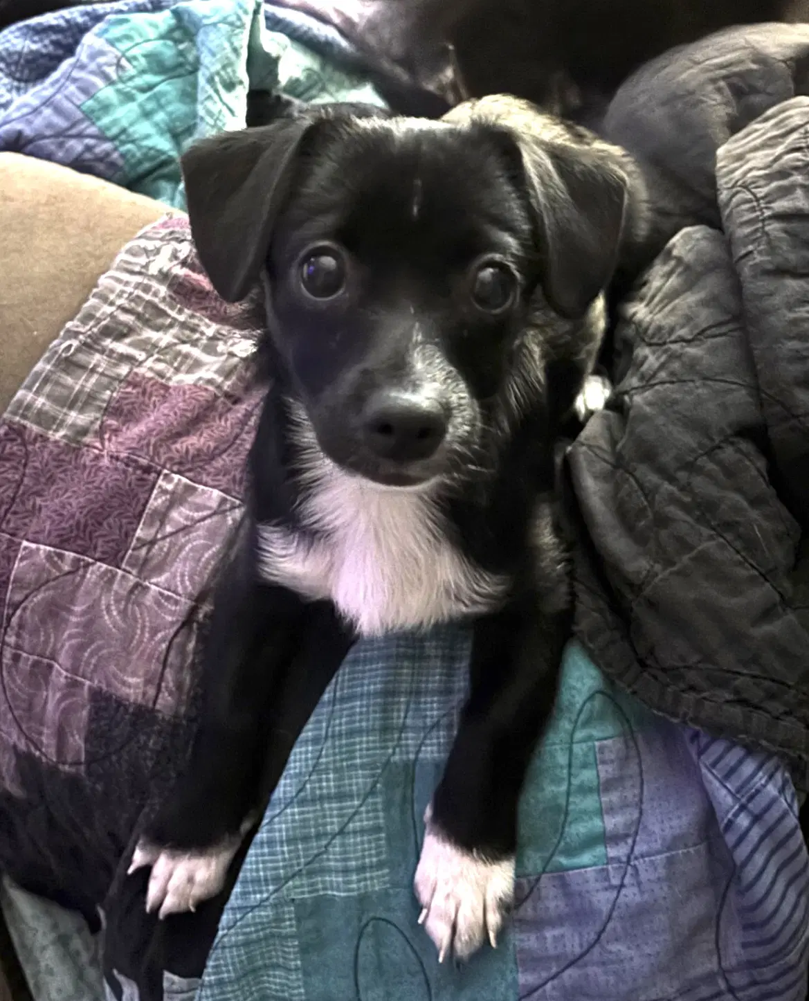 Elsa - Terrier