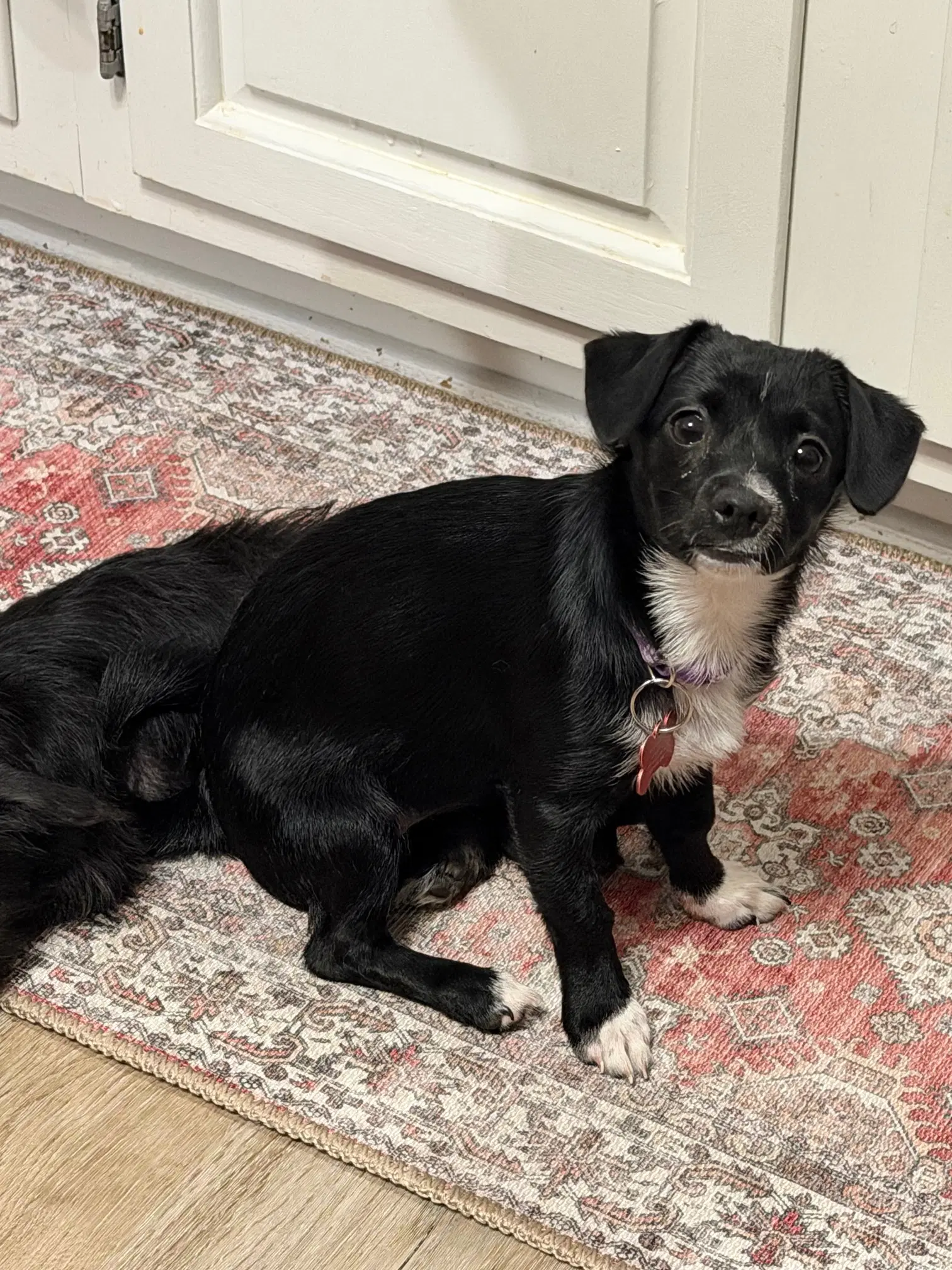 Elsa image 2