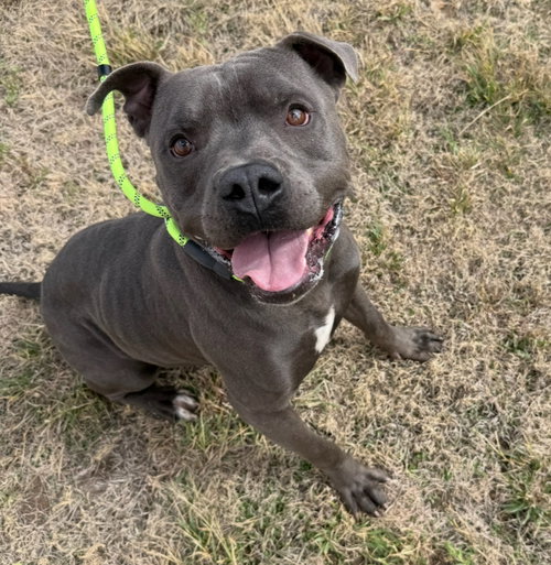 King, a dog for adoption from Tail Waggers 911