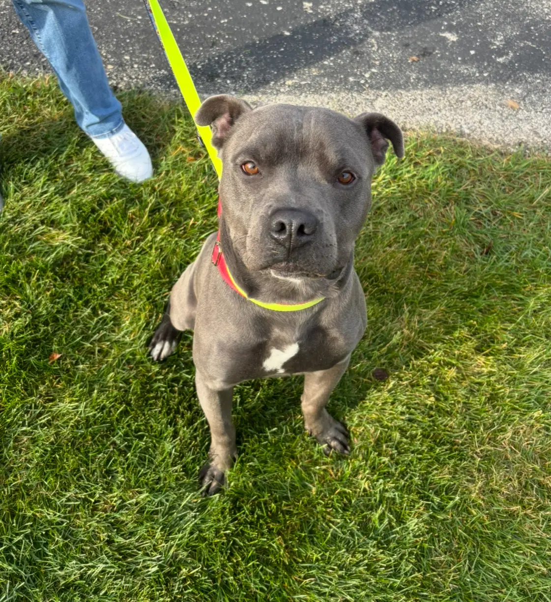 King - Pit Bull Mix
