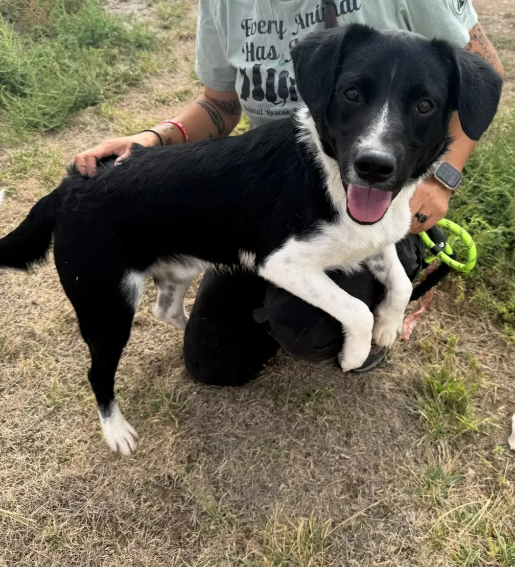Nicholas - Adoption In Process - Border Collie