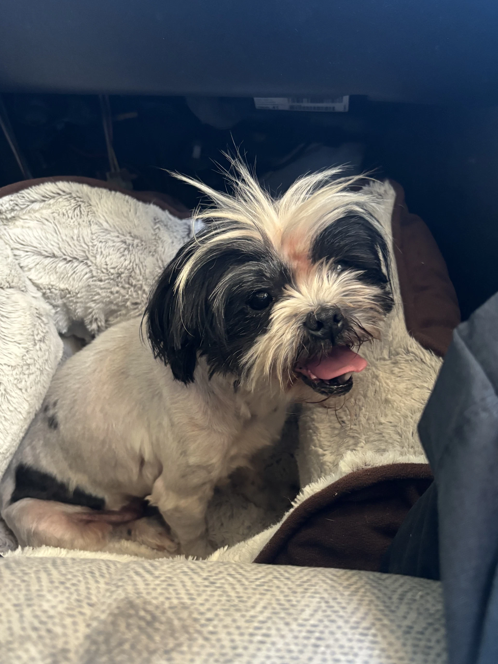Penny - Adoption In Process