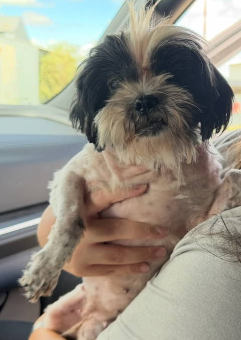 Penny - ADOPTION IN PROCESS, photo 2