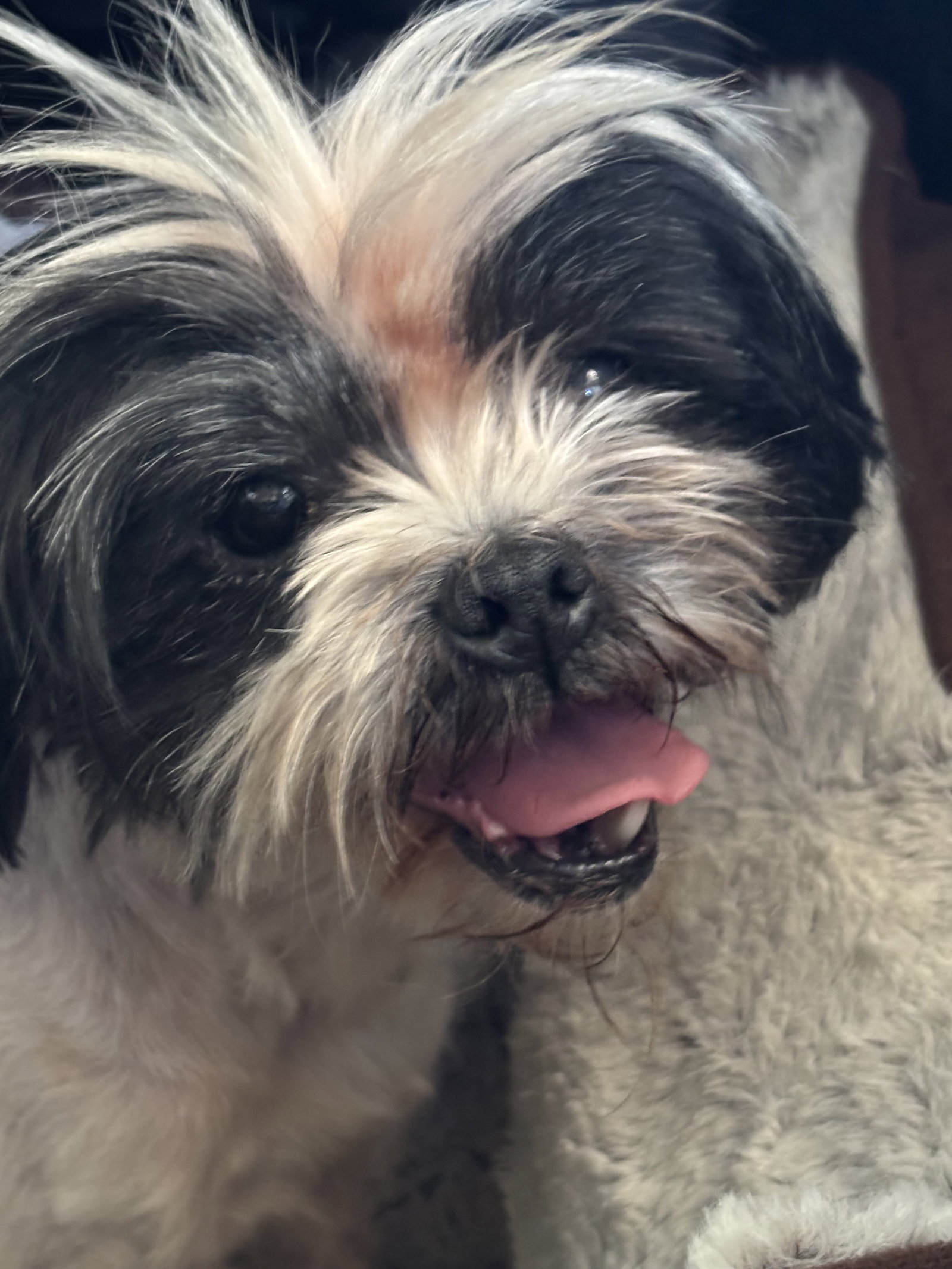 Penny - ADOPTION IN PROCESS, photo 3