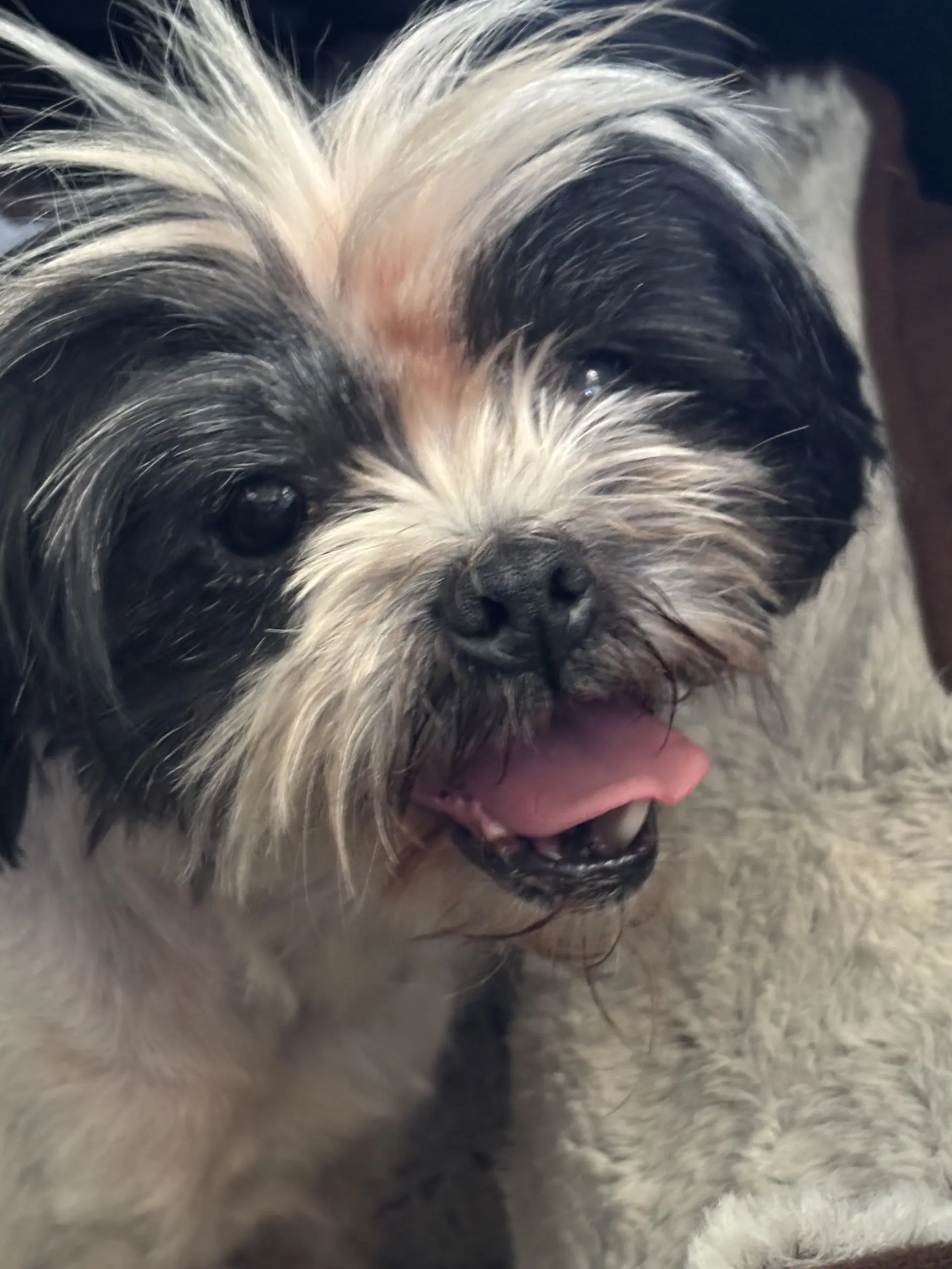 Penny - Adoption In Process image 3