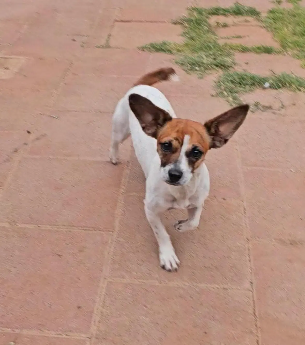Tawny - Chihuahua