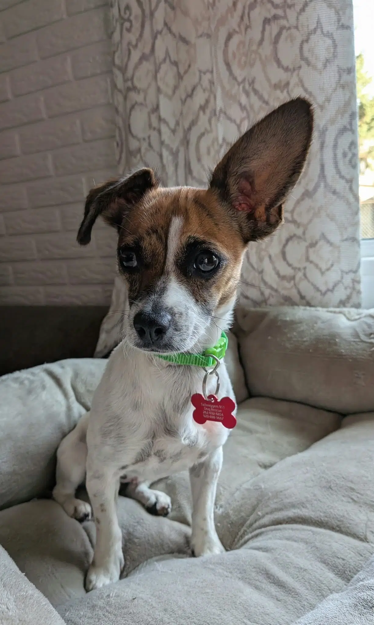 Tawny - Chihuahua