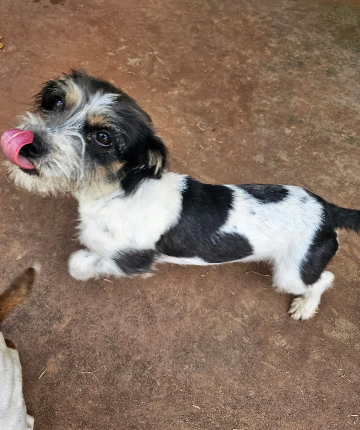 Darcy - Adoption In Process