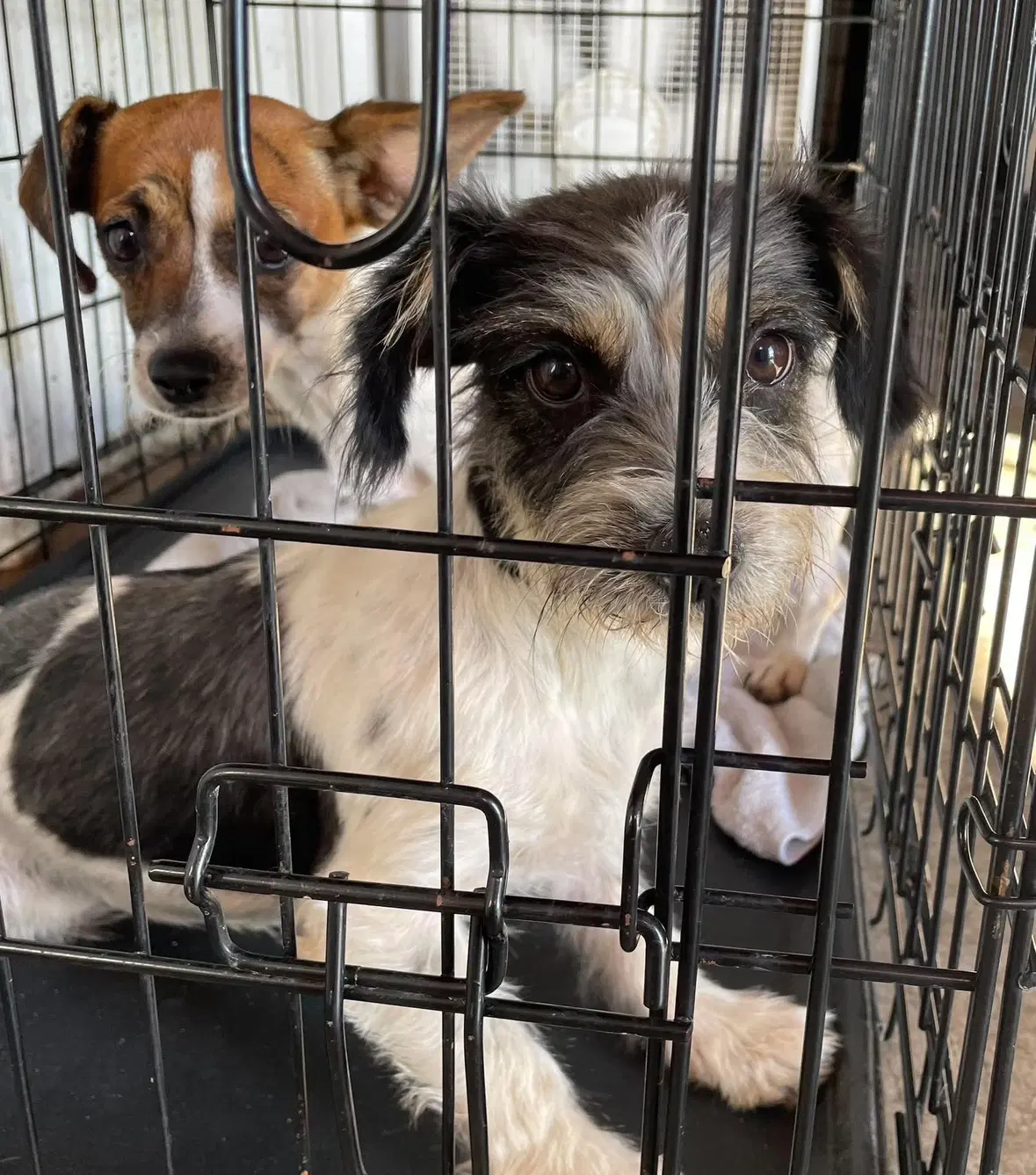 Darcy - Adoption In Process image 2