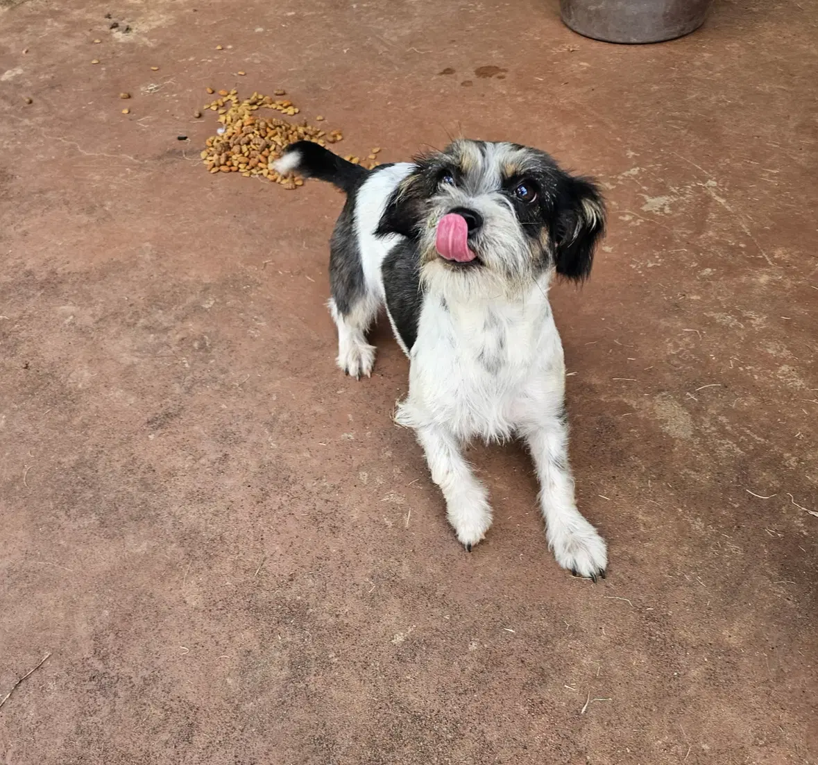 Darcy - Adoption In Process image 3