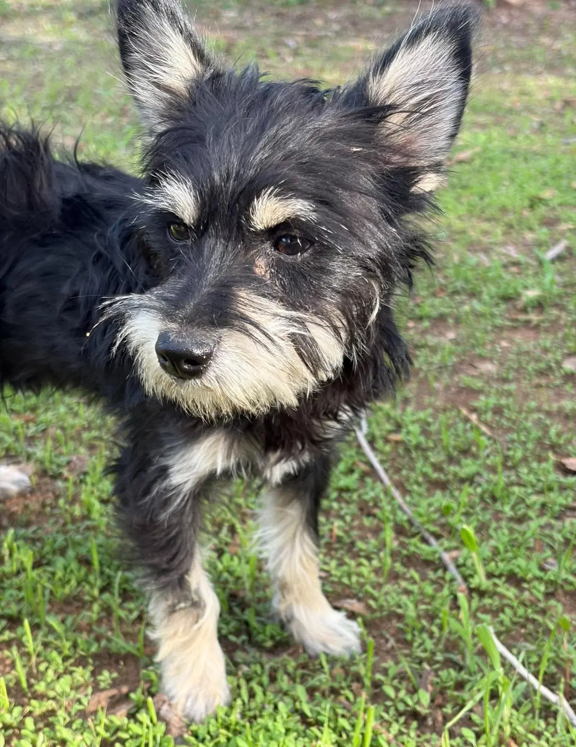 Artie - Adoption In Process - Yorkshire Terrier Yorkie