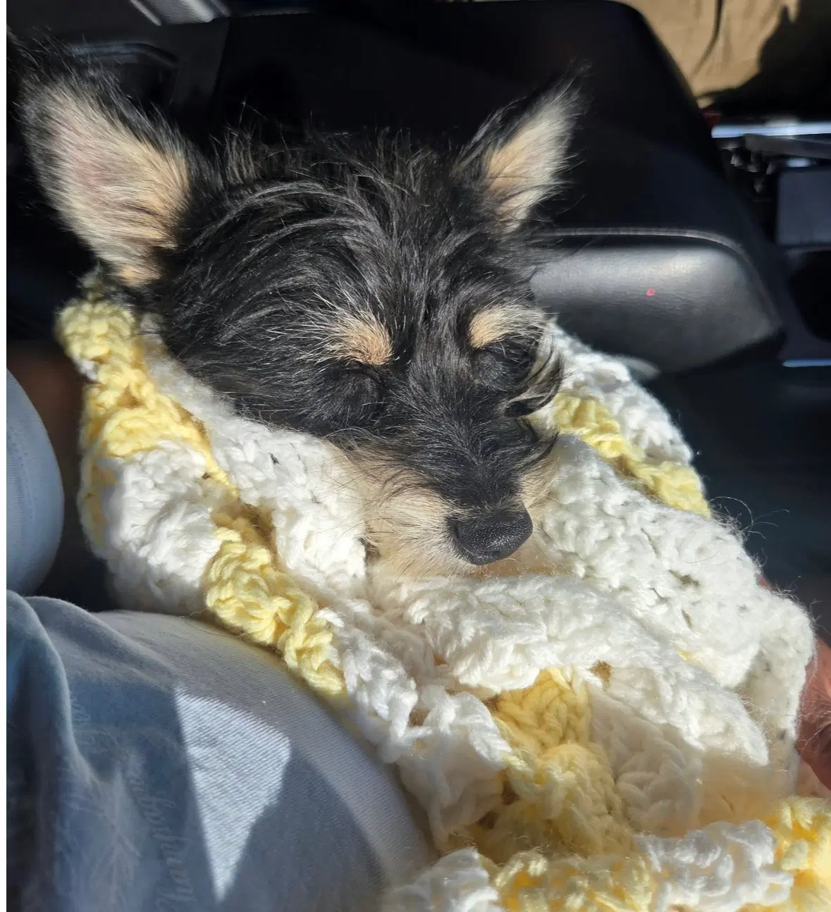 Artie - Adoption In Process image 3