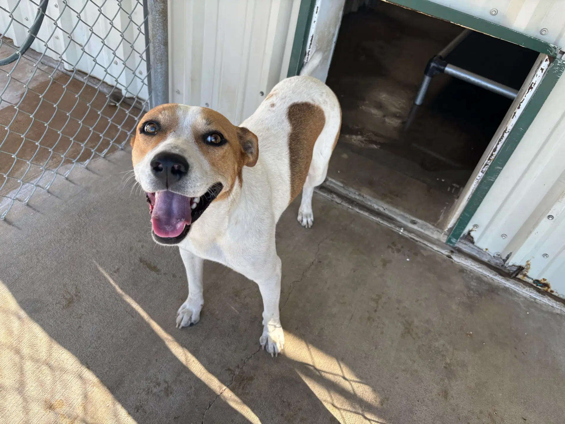 Clementine - Coonhound