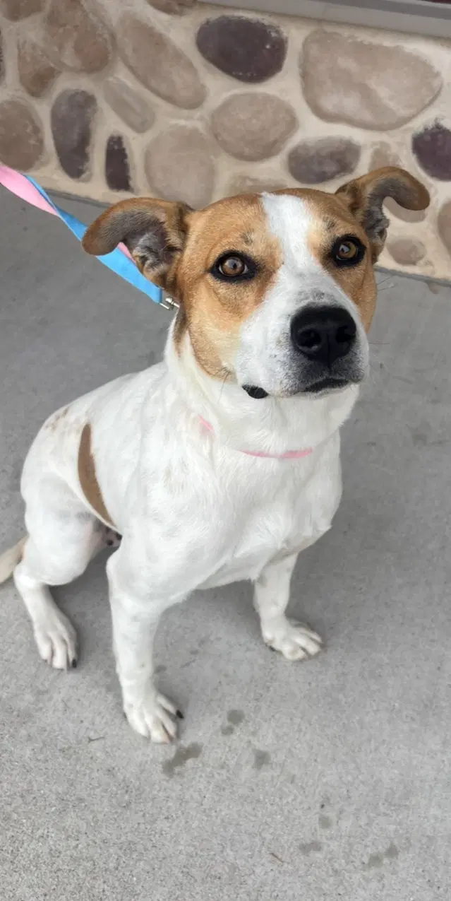 Clementine - Coonhound Mix