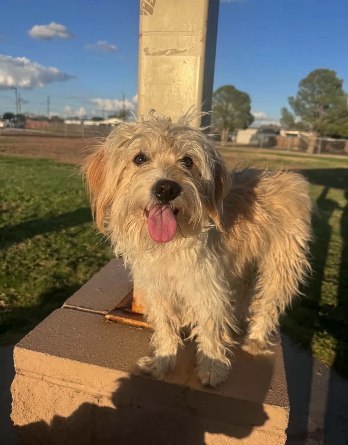 Crockett - Adoption In Process - Havanese