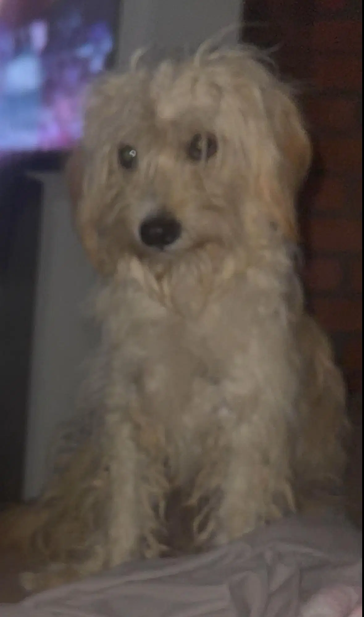 Crockett - Adoption In Process image 3