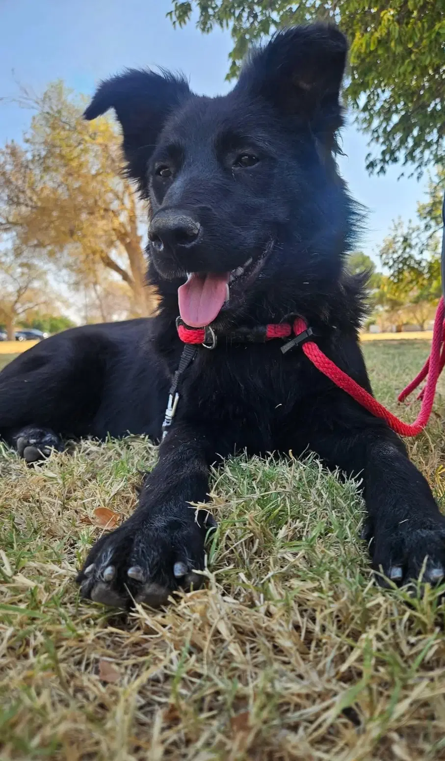 Colby - Adoption In Process - Flat-coated Retriever