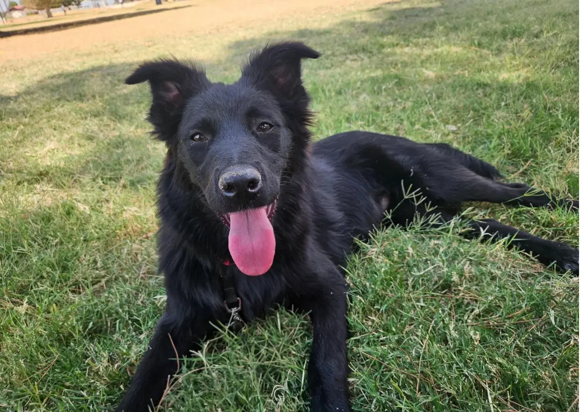 Colby - Adoption In Process image 2