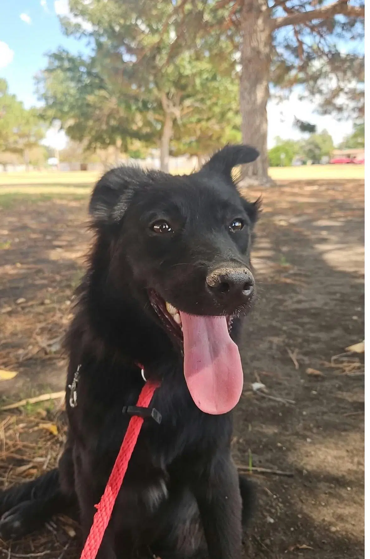 Colby - Adoption In Process image 3