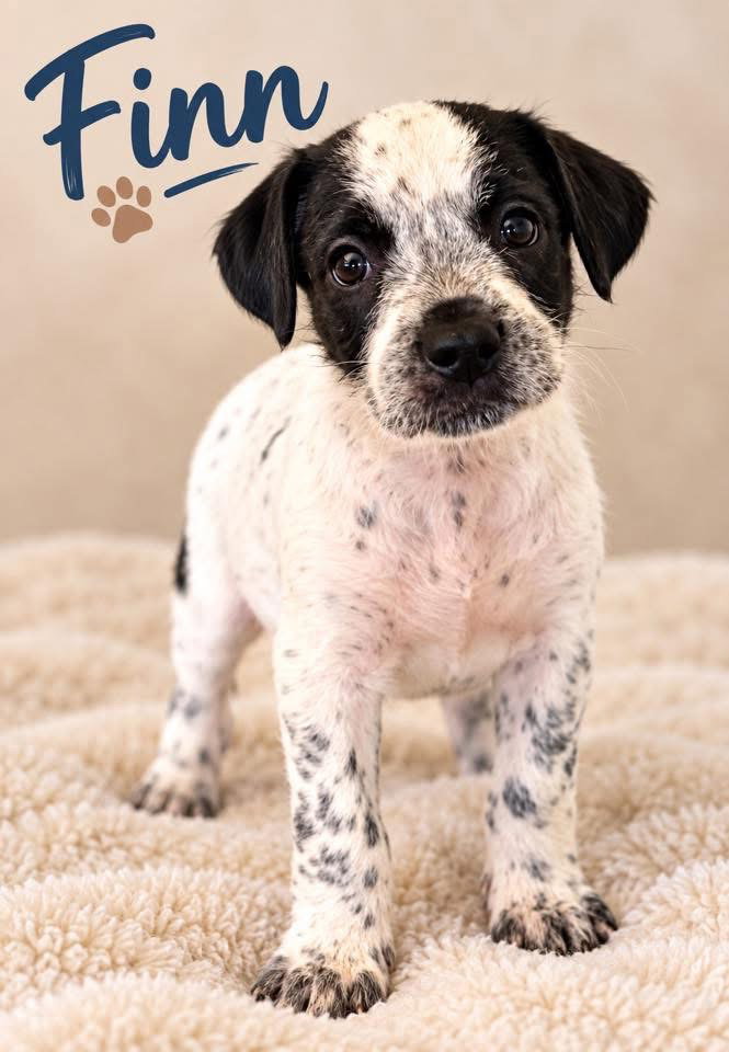 Finn