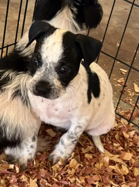 Sponsor Or Foster Me - Finn image 2