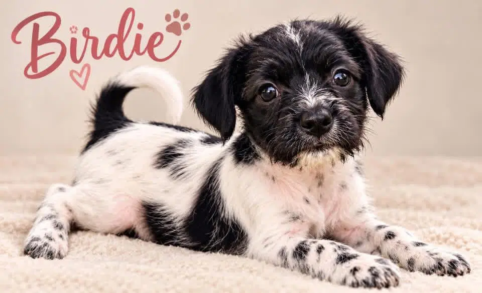 Sponsor Or Foster Me - Birdie - Terrier