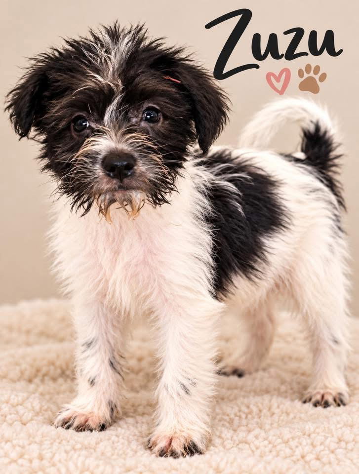 Zuzu