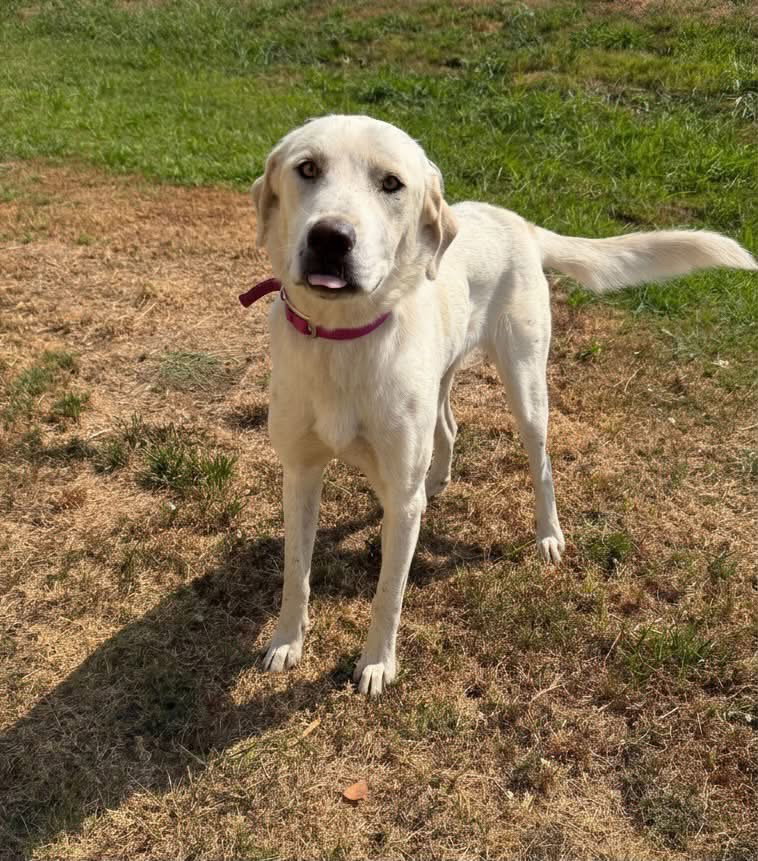 Terri - ADOPTION IN PROCESS