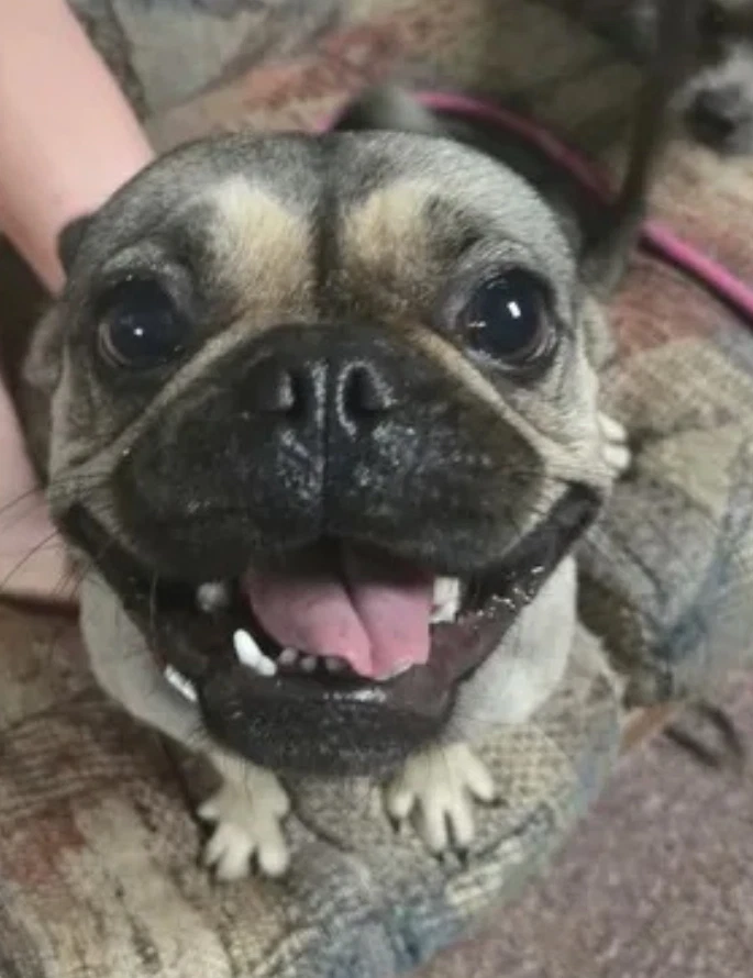 Sponsor Or Foster Me - Miley
