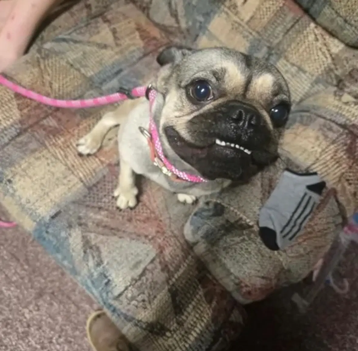 Sponsor Or Foster Me - Miley image 2