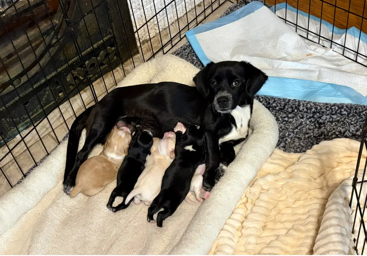 Sponsor Or Foster Me - Mama Milwaukee - Pug