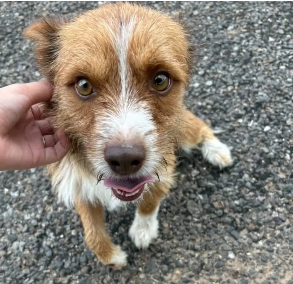 Sponsor Or Foster Me - Levi - Terrier