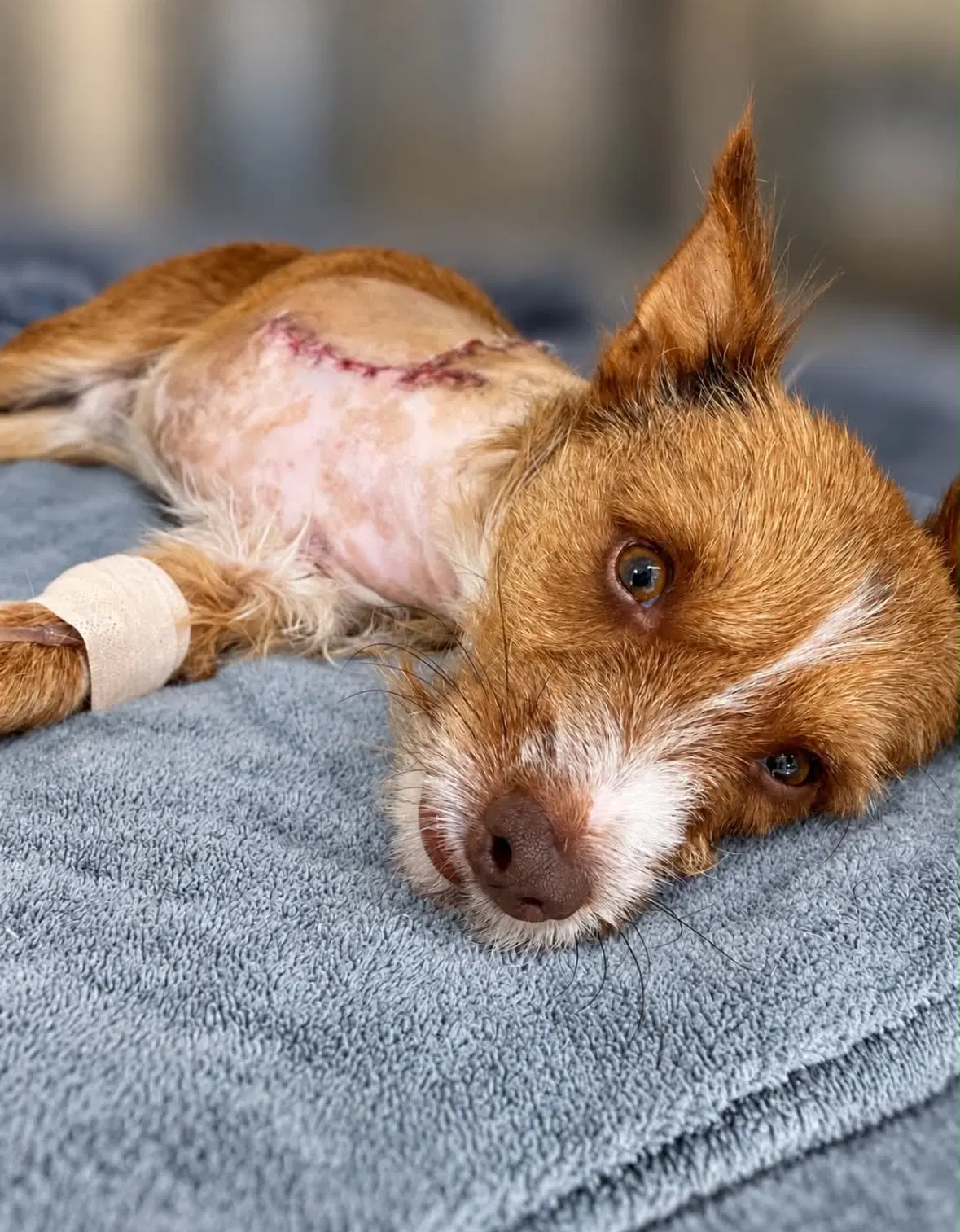 Sponsor Or Foster Me - Levi image 2