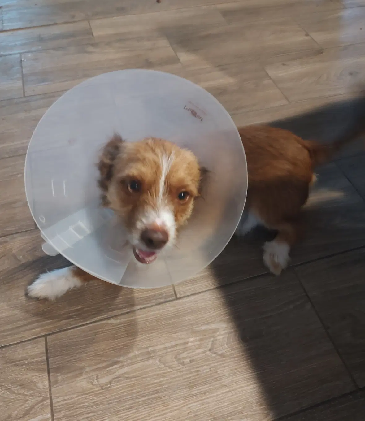 Sponsor Or Foster Me - Levi image 3