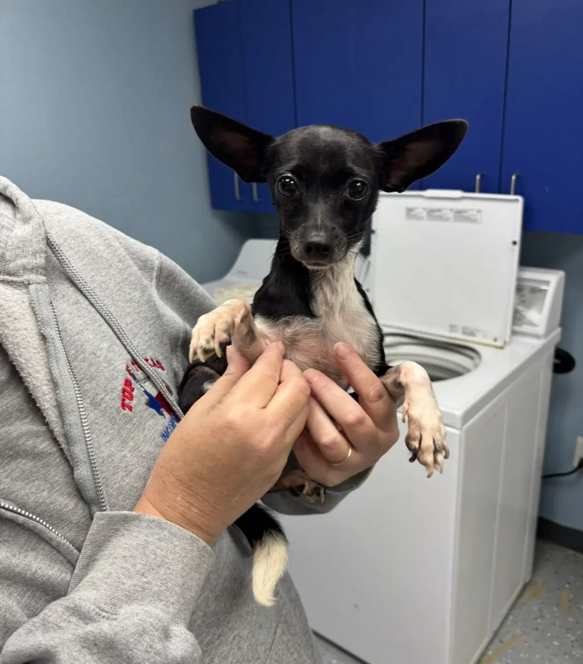 Sponsor Or Foster Me - Lulu - Chihuahua