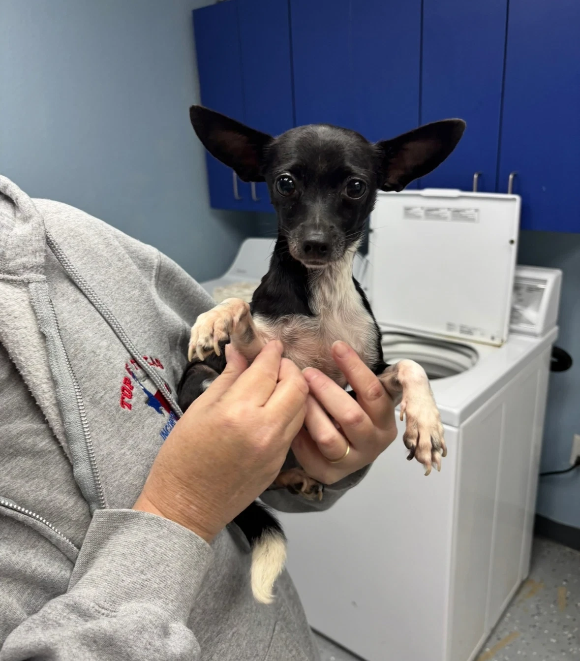 Sponsor Or Foster Me - Lulu