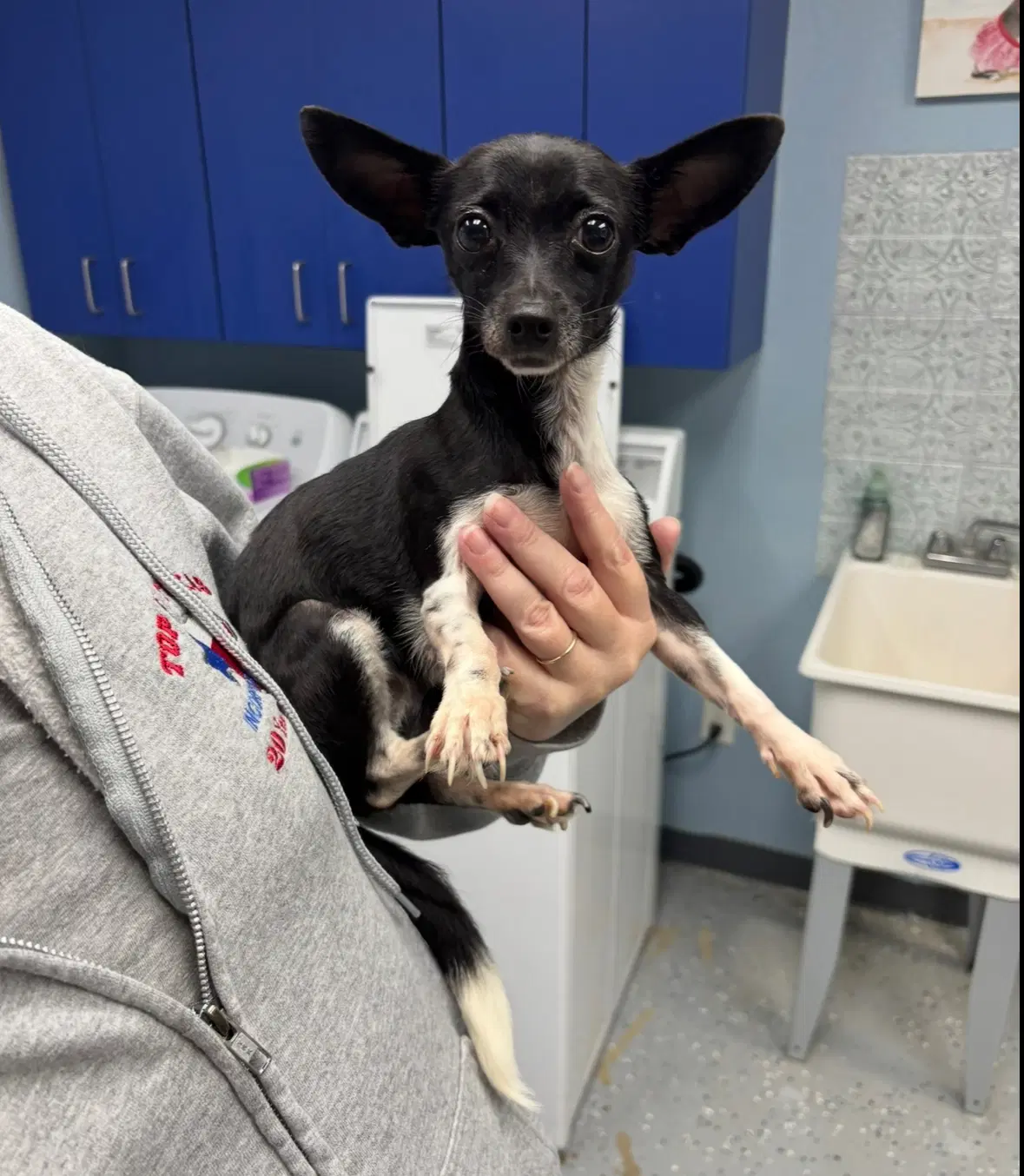 Sponsor Or Foster Me - Lulu image 2
