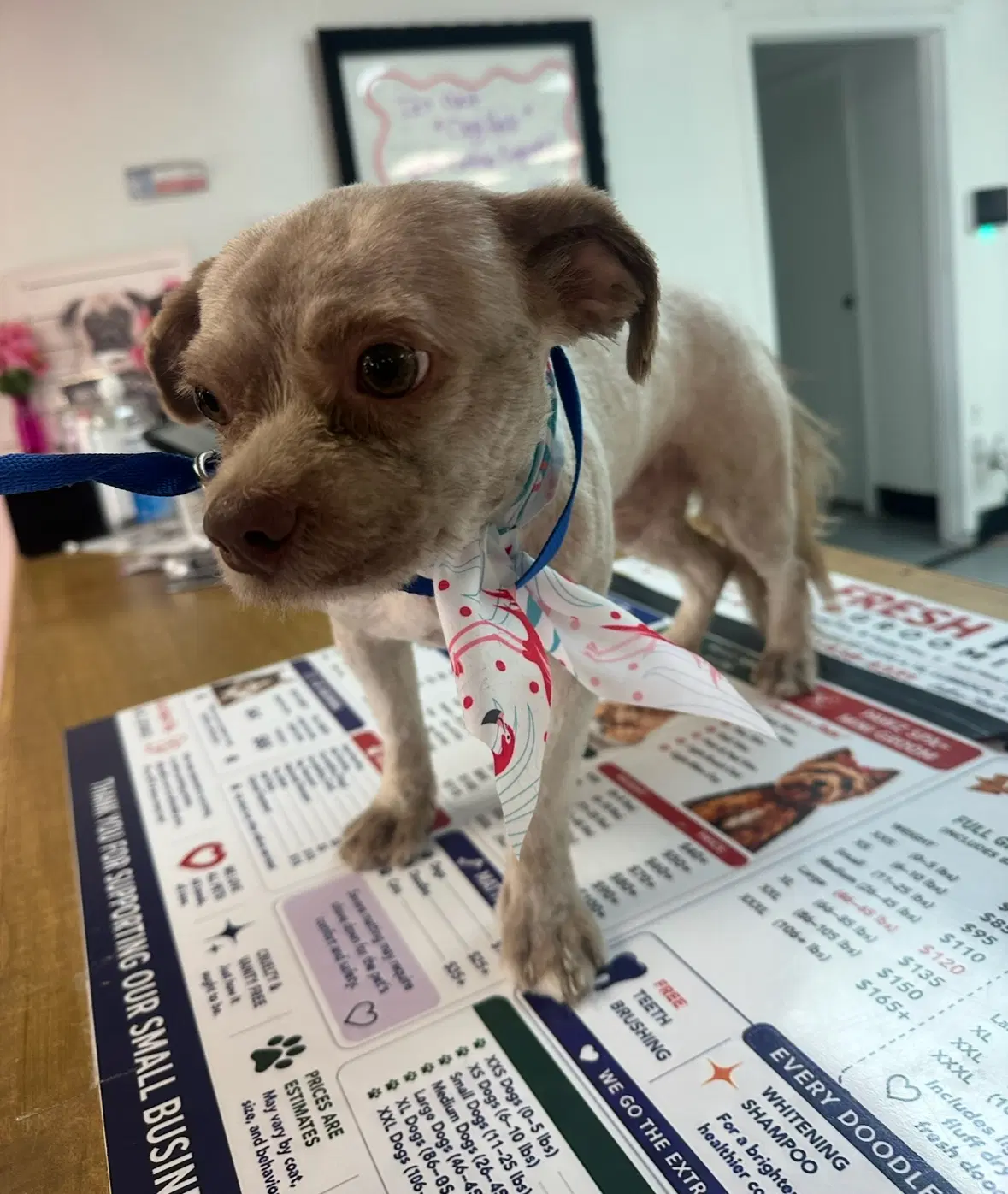 Sponsor Or Foster Me - Peter - Shih Tzu