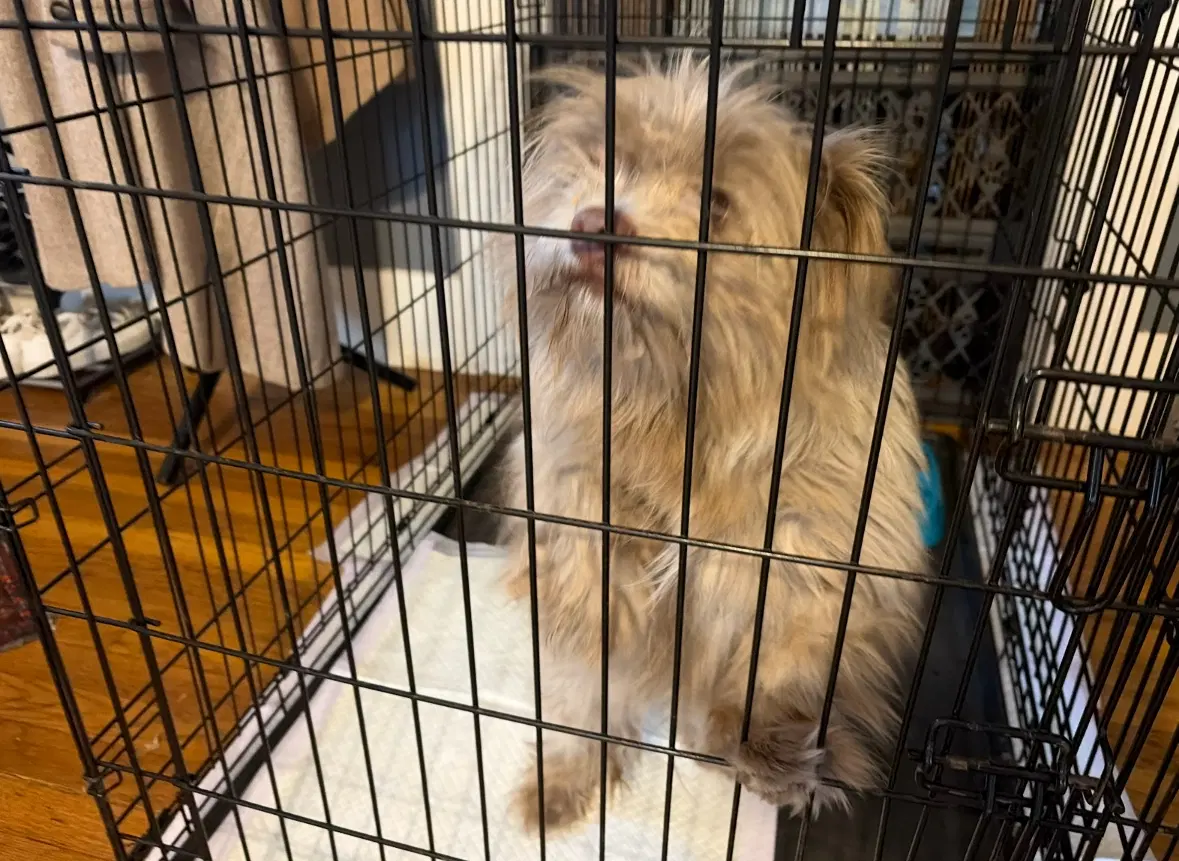 Sponsor Or Foster Me - Peter image 2
