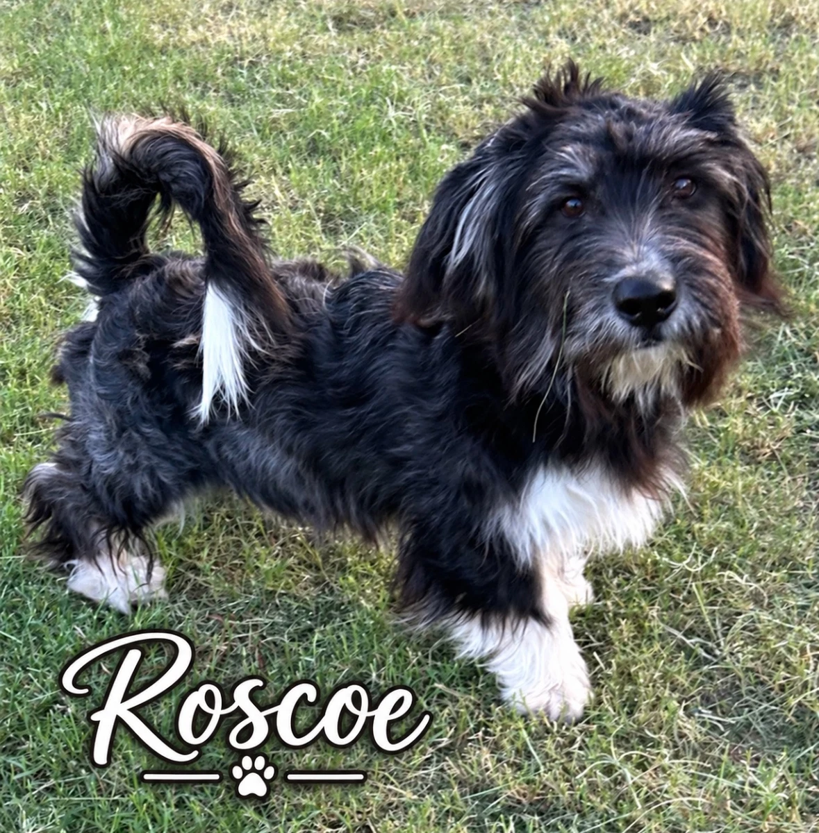 Sponsor Or Foster Me - Roscoe