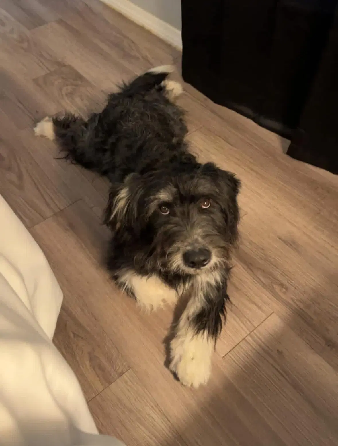 Sponsor Or Foster Me - Roscoe image 2